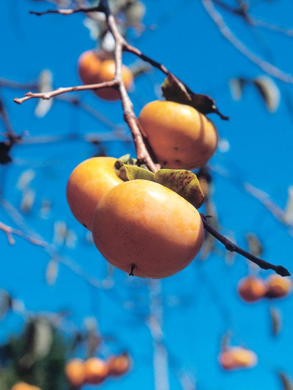 Ripe Persimmons on a Branch Ripe Persimmons on a Branch