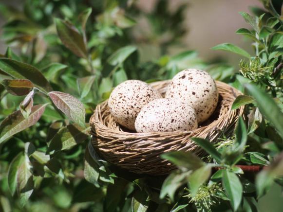 Speckled Eggs in Nest
