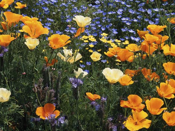 Field of Poppies Field of Poppies