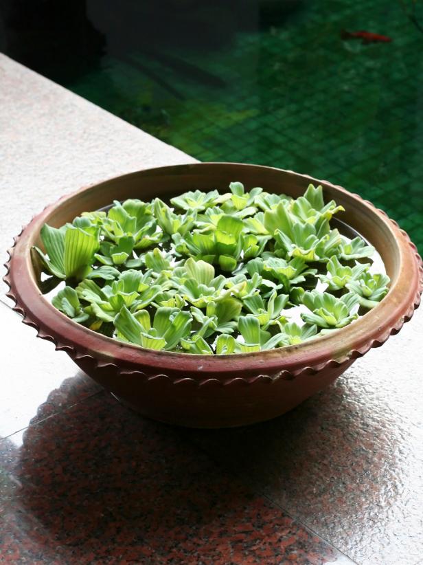 Small Container Water Garden Small Container Water Garden