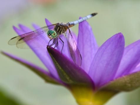 Invite Dragonflies Into Your Garden