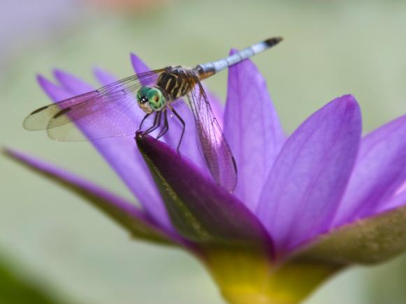 Dragonfly Take a Break on Purple Petals Dragonfly Take a Break on Purple Petals