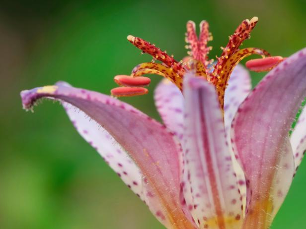 Spotted Toad Lily