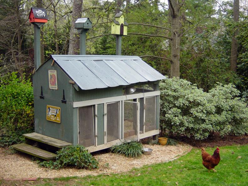 Chicken in front of a small, tin-roof chicken coop. 