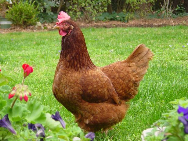 Chicken Breeds Ideal for Backyard Pets and Eggs