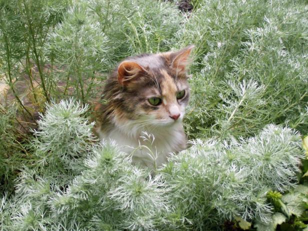 Playful Calico in Plants Playful Calico