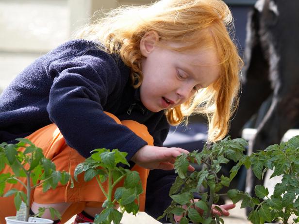Child Planting Tomatoes Child Planting Tomatoes