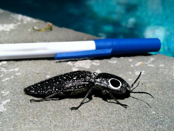 Mystery Critter