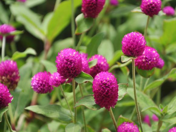 Globe Amaranth Globe Amaranth