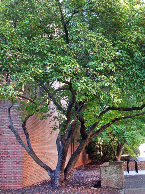 Amur Maple Tree Amur Maple Tree