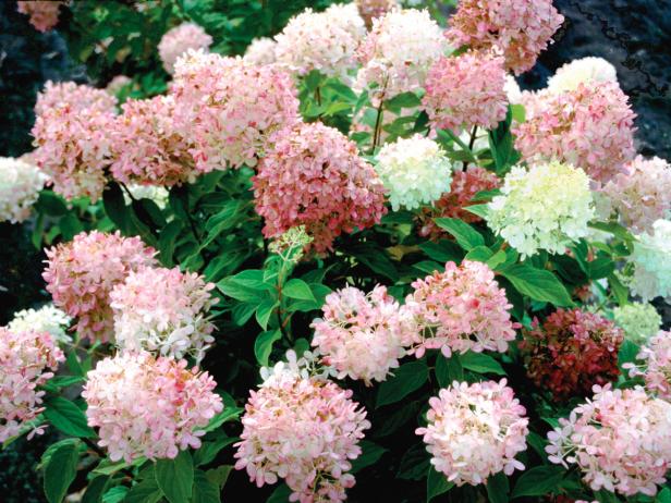 Limelight Hydrangea Blooms Limelight Hydrangea Blooms