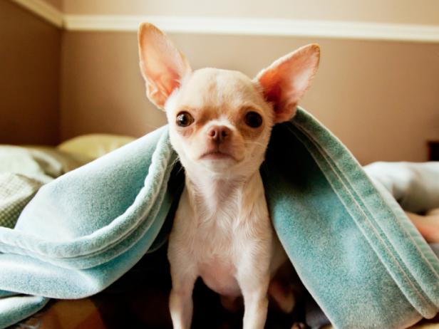 Chihuahua in Blue Blanket Chihuahua in Blue Blanket