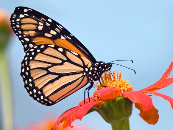 Monarch Butterfly Monarch Butterfly