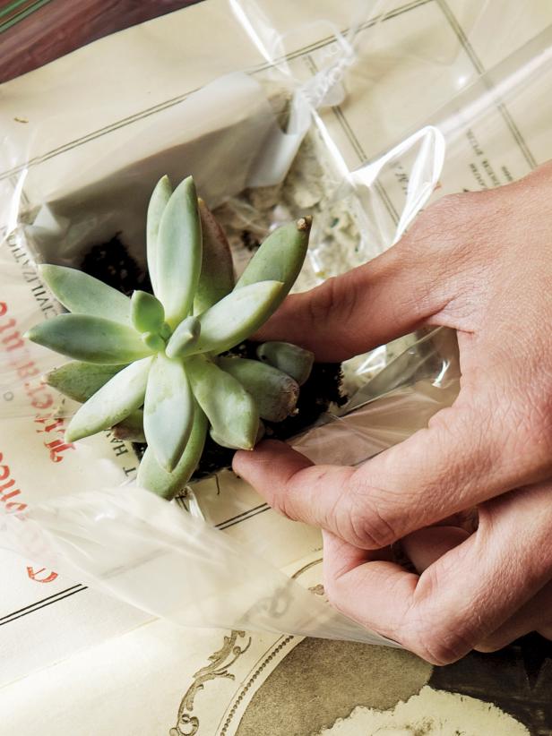 Inserting the succulent plant into a vintage book planter.