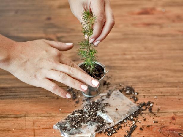 Fill the top with the loose soil from the roots. Pat the soil and the roots down.