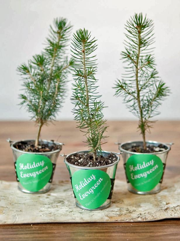 Make Evergreen Tree Holiday Party Favors Make Evergreen Tree Holiday Party Favors