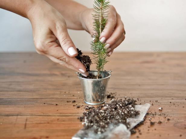 Fill the bucket with loose soil.