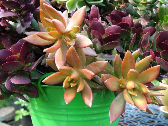 Original_Nancy-J-Ondra-Sedum-nussbaumerianum-in-pot-01_s4x3 Original_Nancy-J-Ondra-Sedum-nussbaumerianum-in-pot-01_s4x3