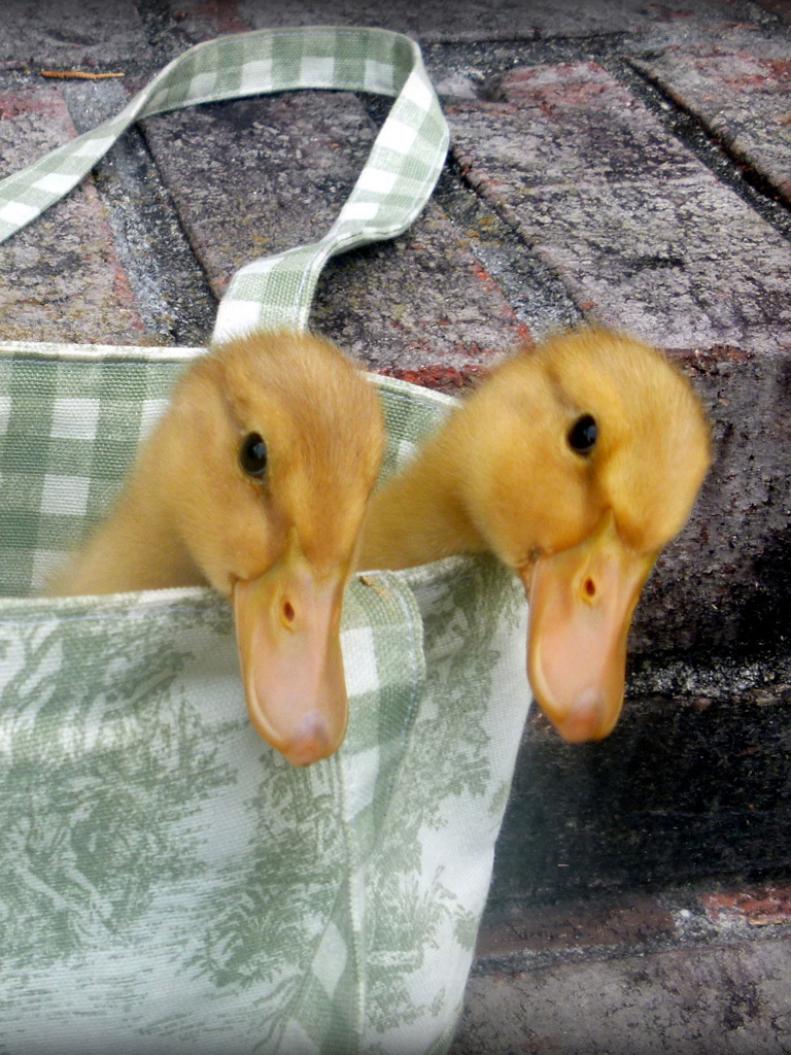 Two Ducklings in Green Bag 