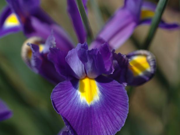 Purple Iris Purple Iris