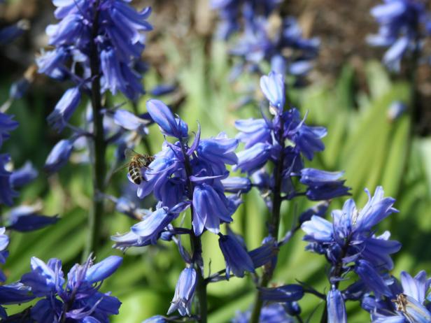 Spanish Bluebells Spanish Bluebells
