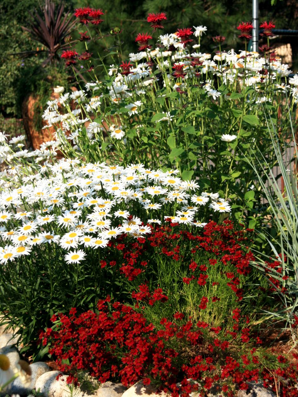 Red Coreopsis, White Shasta Daisies and Red Bee Balm