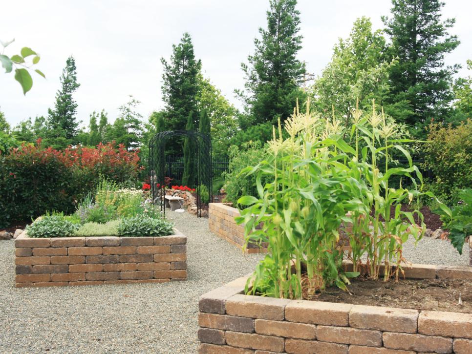 Brick Container Gardens With Herbs and Corn