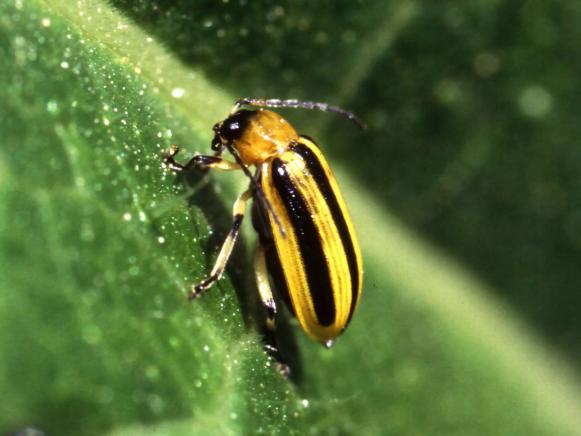 Cucumber Beetle Cucumber Beetle