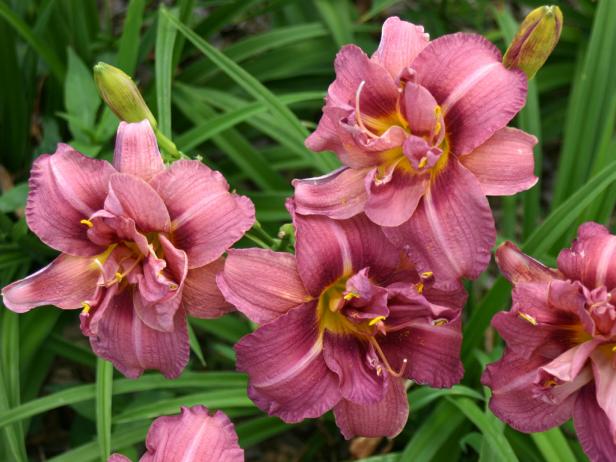 Double Eyeful Daylilies Double Eyeful Daylilies