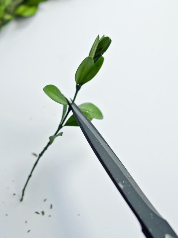 Cut just above a row of leaves for the best look.