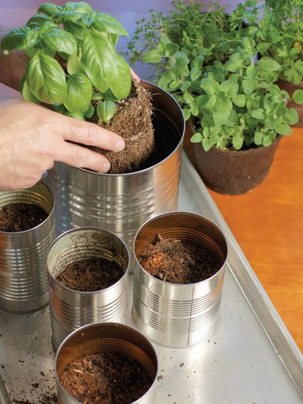 Add both basil plants to the largest can, then plant the remaining herbs in the other four cans. Fill in around each plant with more potting soil if necessary.