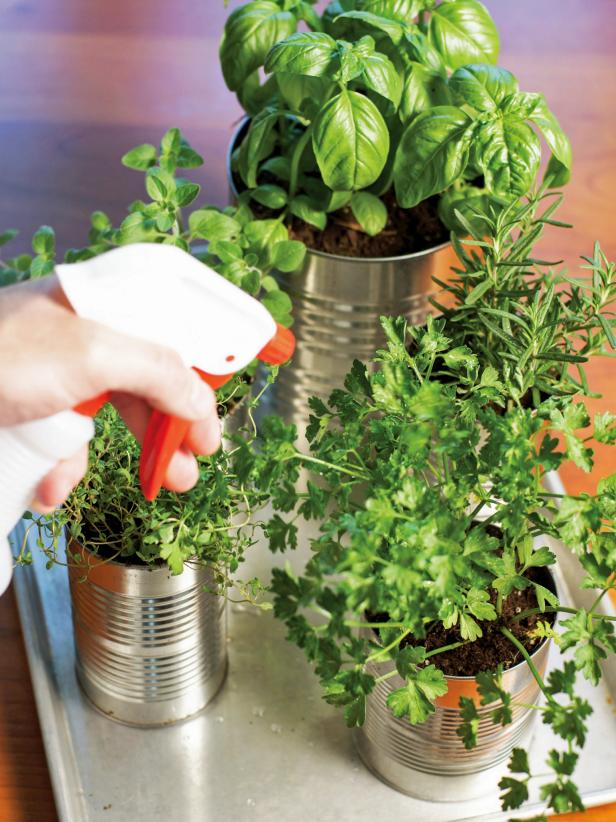 Give all of the herb plants a good watering to ensure successful growth.