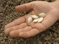 Sowing Pumpkin Seeds