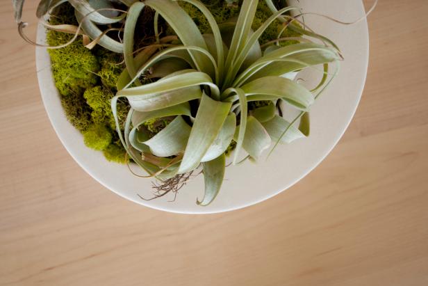 Tillandsia Plant Centerpiece Tillandsia Plant Centerpiece