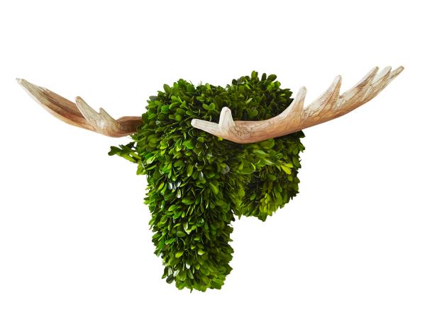 Holiday Boxwood Moose Head