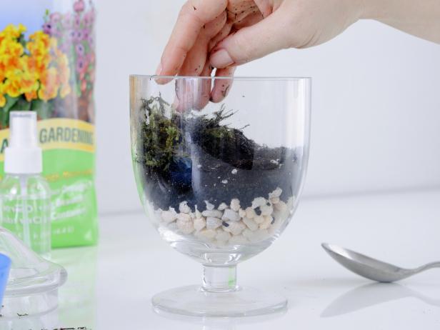 Adding Moss to Terrarium Adding Moss to Terrarium
