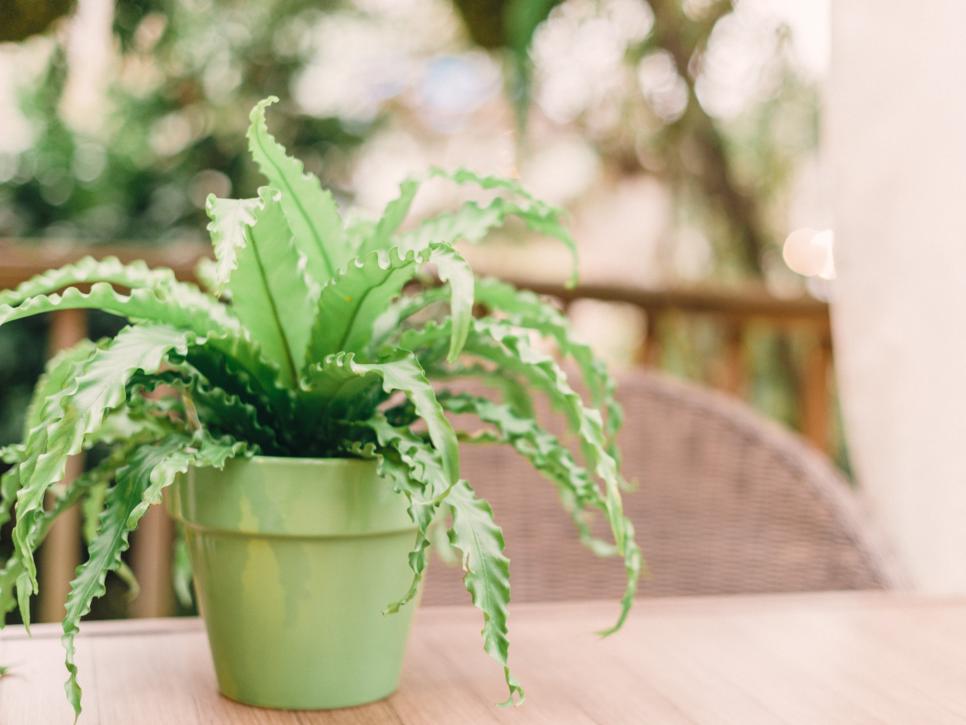 Houseplants Guide | HGTV