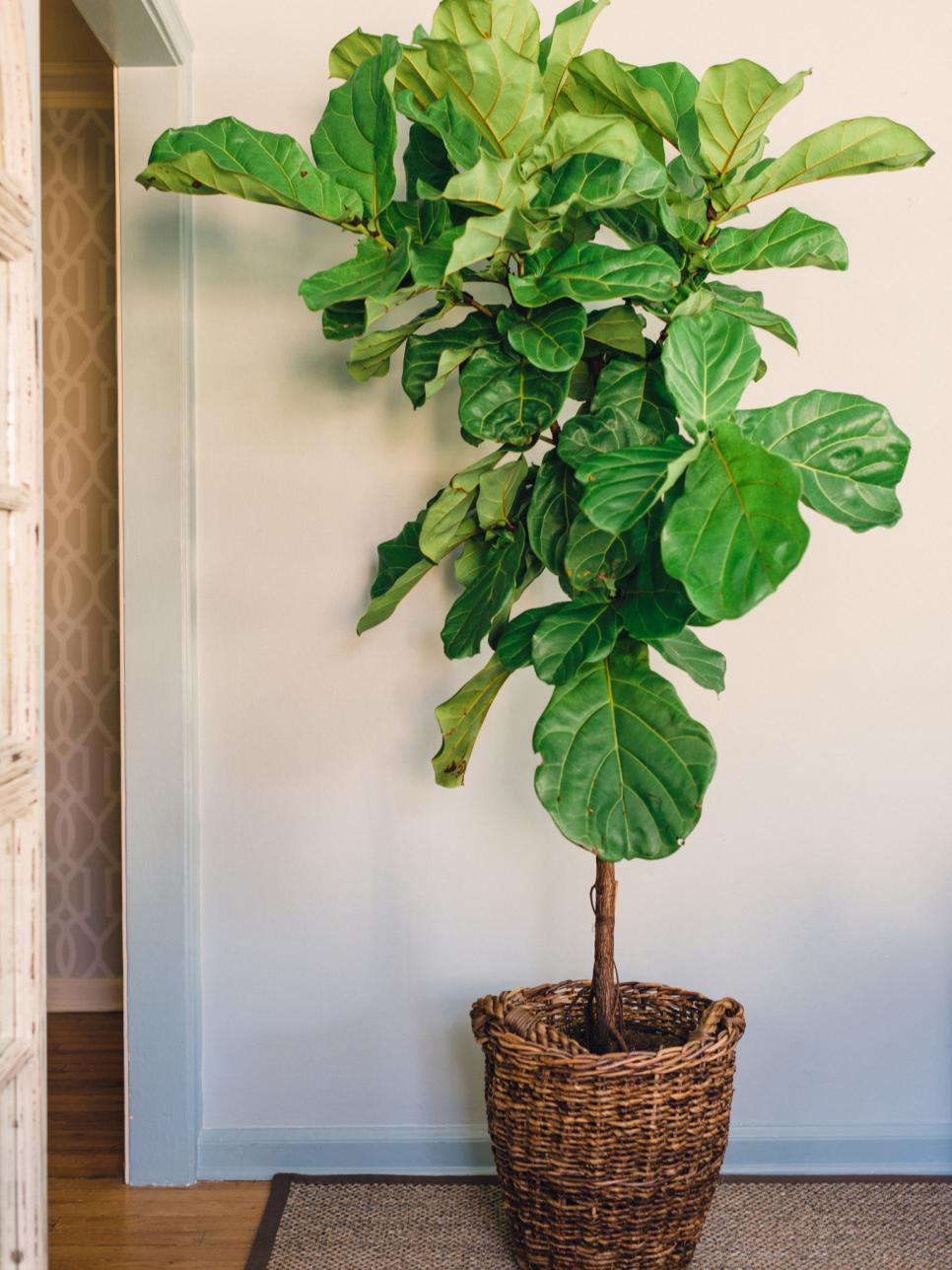 Houseplants Guide HGTV