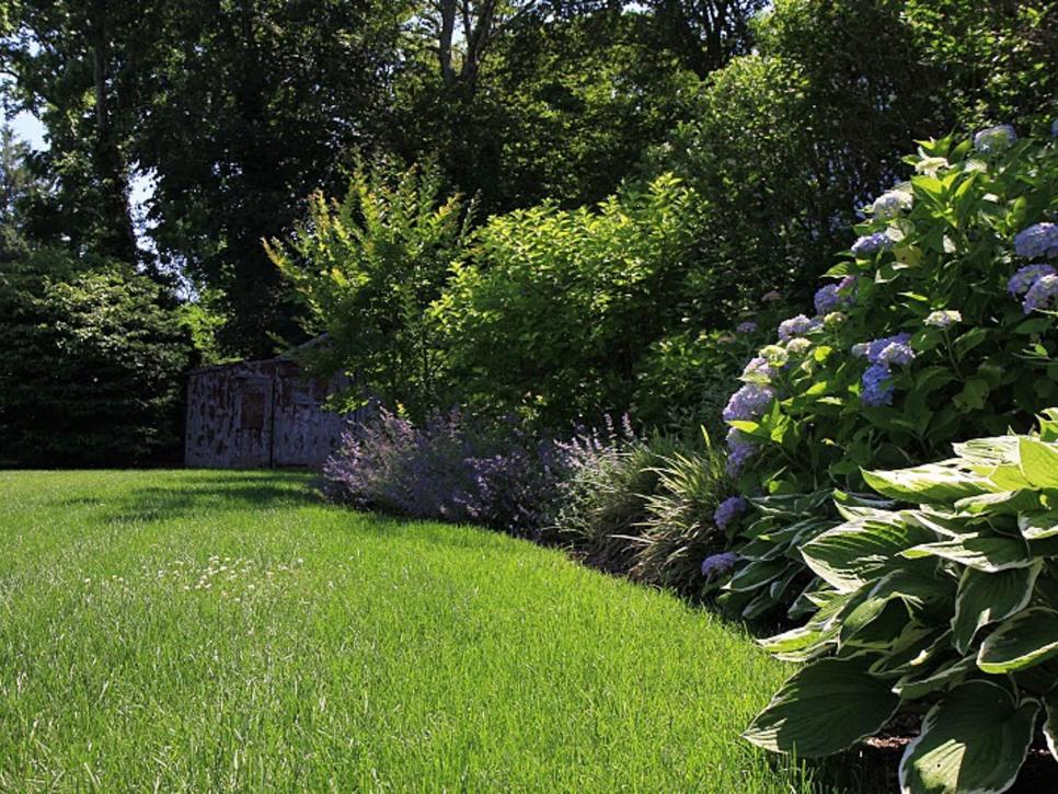 Lush Green Backyard Landscape With Hydrangeas and Lavender