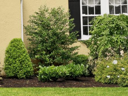 Boxwood Shrubs
