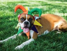 This Halloween honor your pet's inner clown with an easy-to-sew felt jester costume. Our free printable templates make stitching up this playful costume a snap.