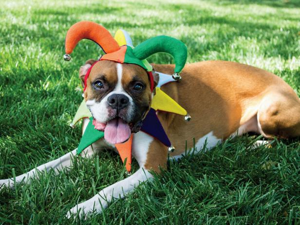Handmade Halloween Pet Jester Costume Handmade Halloween Pet Jester Costume
