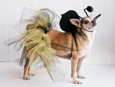 Easily craft a no-sew Halloween costume for your pet using craft store materials and a little creativity.