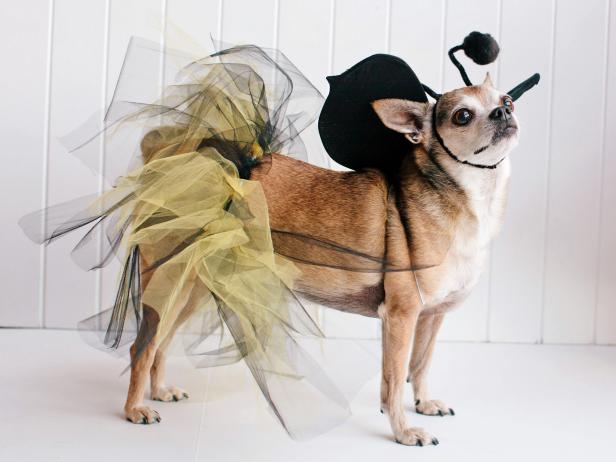 Bumblebee Pet Costume: Beauty Bumblebee Pet Costume: Beauty