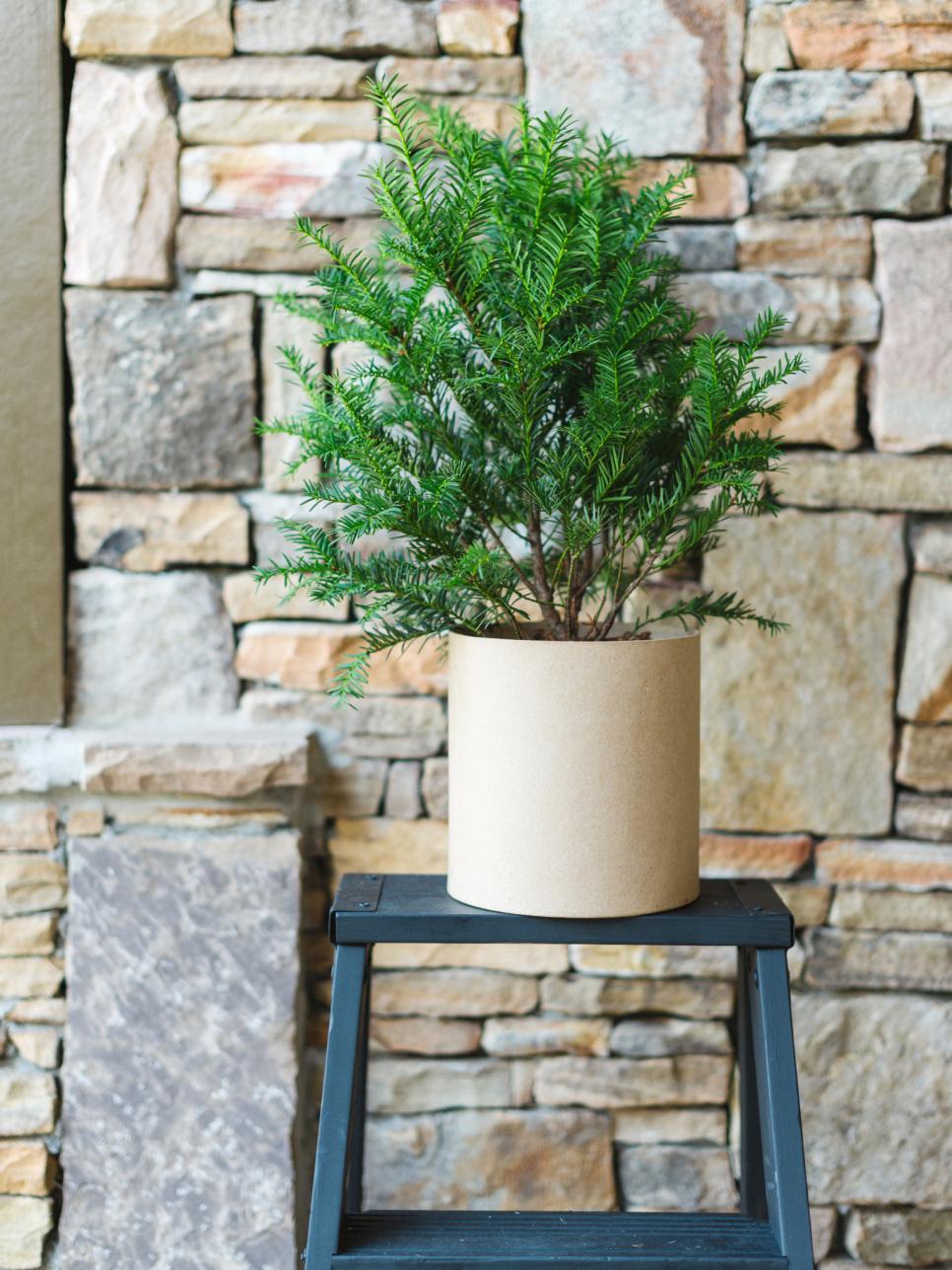 WinterFriendly Patio Plants HGTV