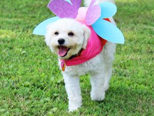 Adorable Dog in Fairy Halloween Costume Adorable Dog in Fairy Halloween Costume
