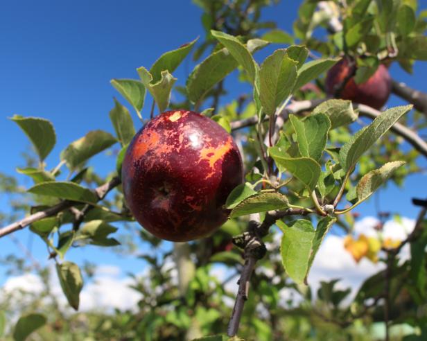 Arkansas Black Apples Arkansas Black Apples