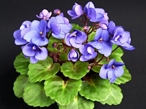 African Violet 'Persian Prince' (Heather Demers) African Violet 'Persian Prince' (Heather Demers)