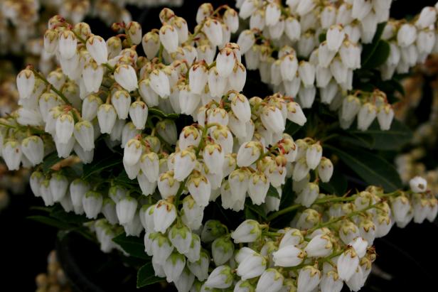 Japanese pieris 'Cavatine' Japanese pieris 'Cavatine'