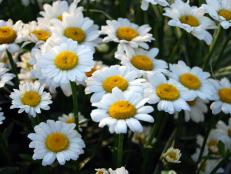 Discover the grace, beauty and versatility of the daisy family. Learn about types of daisies you can grow and how to use them in your floral designs.